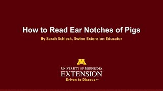 How to Read Ear Notches of Pigs [upl. by Anitsrihc]