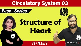 Circulatory System 03  Structure of Heart  Class 11  NEET [upl. by Seth394]