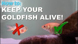 How to Keep Your Goldfish Alive [upl. by Koffler116]