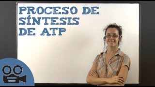 Proceso de síntesis de ATP [upl. by Aissac]