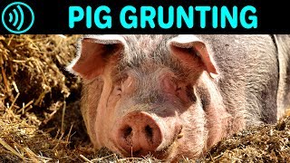 PIG GRUNTING SOUND EFFECT  Grunting Pig  Free Pig Grunting Noise Sound FX for Download [upl. by Alihet]