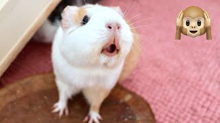 Guinea Pig MEGA Squeak and Noises Compilation [upl. by Tirb]