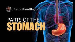 Parts of the Stomach [upl. by Winson]