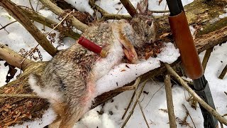 Rabbit Hunting Tips for Beginners [upl. by Fazeli]