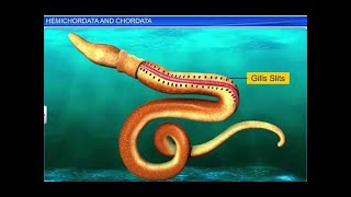 CBSE Class 11 Biology  Hemichordata and Chordata  By Shiksha House [upl. by Enal272]