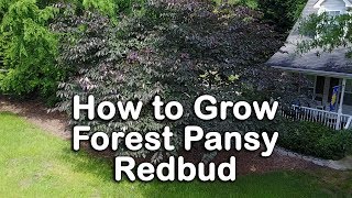 How to grow Forest Pansy Redbud Purple Foliage  Pink Flowering [upl. by Notnarb]