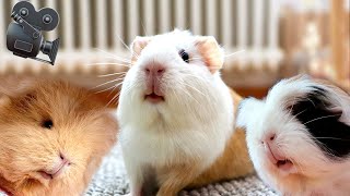 1 Hour REALTIME Guinea Pig Cam [upl. by Viscardi924]