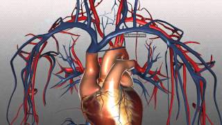 The Heart and Major Vessels  PART 2  Anatomy Tutorial [upl. by Nitsyrc]