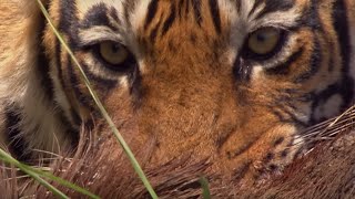 Rare Tiger vs Boar Fight  BBC Earth [upl. by Vasos]