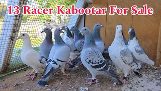 13 Racer Kabootar For Sale  Racing pigeon For Sale  Kalapati  Kabutar [upl. by Phedra774]