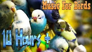 10 Hours  Calming Music For Birds  Budgies  Relaxing Music to Tame your Birds 3 [upl. by Nive]