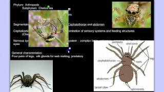 Invertebrate Diversity Part 3B Arthropods Detailed [upl. by Eentirb]