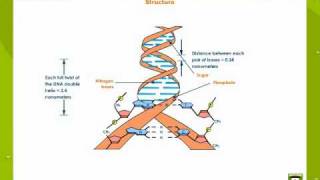 Deoxyribonucleic Acid [upl. by Ziladnerb]