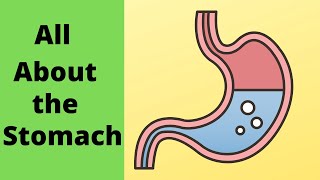 All about the stomach [upl. by Enirol]