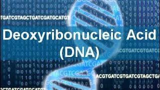 Deoxyribonucleic Acid DNA [upl. by Firestone501]