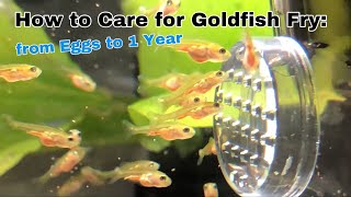 How to care for Goldfish Fry from Eggs to 1 Year [upl. by Damick]