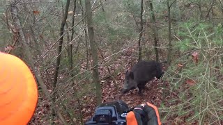 Chasse au gros gibier en battue sanglier cerf chevreuil [upl. by Aveer]