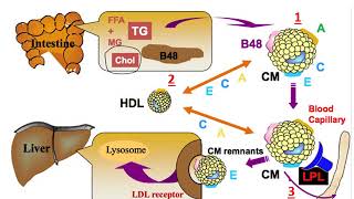 Metabolismo de Lipoproteínas1 [upl. by Malaspina]