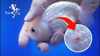 Ulcer Disease Treatment For Goldfish [upl. by Fair]