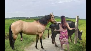 My sister training care her lovely horse in beginner 2021 [upl. by Assilak]