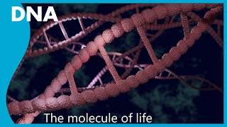 What is the role of DNA [upl. by Shayn]