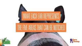 Show Pig How To Read Ear Notches [upl. by Nolyaw]