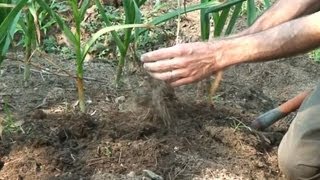 Harvesting Curing and Storing Garlic [upl. by Rehm]