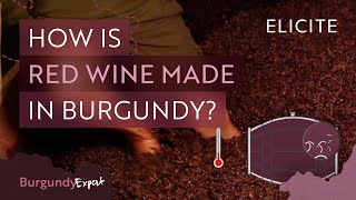 Red Winemaking In Burgundy Explained [upl. by Essile]