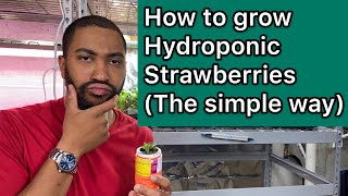 How to grow hydroponic strawberries easy [upl. by Greenberg]