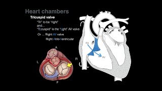 Overview of Heart Anatomy Tutorial [upl. by Amalberga]