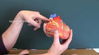 Cardiovascular System 8 Heart with labels [upl. by Ahrens]