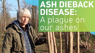 Ash dieback disease A plague on our ashes [upl. by Neerual224]