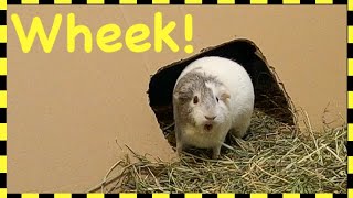 WARNING EXTREMELY LOUD Guinea pig wheeking [upl. by Schechinger]