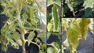 Tomato Plants Help  Curled leaves and wilt [upl. by Niroht]