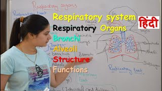 Respiratory system anatomy amp physiology in hindi  Organs  structure  functions [upl. by Rawden]