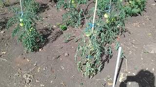 Tomatoes Wilting Overnight Then Kicking the Bucket [upl. by Gideon]