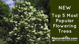 New Top 5 Most Popular Flowering Trees  NatureHillscom [upl. by Emorej]