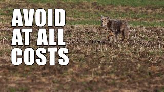 Beginner Coyote Hunting Mistakes  Part One [upl. by Herson]