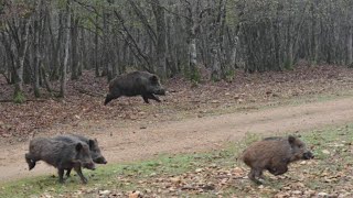 Battues aux gros gibiers  chiens courants  BreizhHunt [upl. by Aikim]