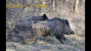 Battue Grands Gibiers en Pologne  Big Game Driven Hunt in Poland [upl. by Ecilahs]