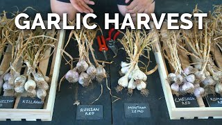 How to Grow Garlic  Garlic Scapes Harvesting amp Curing Part 3 [upl. by Enaamuj]