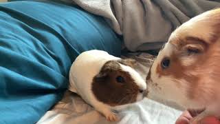 Extremely Loud Guinea Pig Squeaks [upl. by Lizbeth]