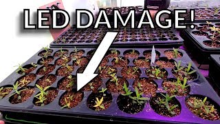 LED Light Damage Seedlings [upl. by Sacrod]