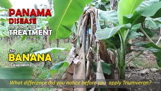 Banana Panama Disease CURED in just 45 days [upl. by Jamel]