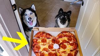 My Huskies Order Pizza Without Me [upl. by Lissie459]