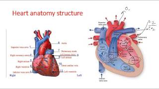 Cardiac anatomy lecture [upl. by Ydolem]