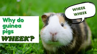 Why do guinea pigs squeak [upl. by Akihdar]