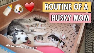 A DAY IN A LIFE OF A MOMMY HUSKY DOG [upl. by Lartnom115]