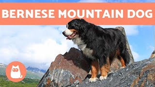 BERNESE MOUNTAIN DOG  Characteristics and Care [upl. by Eseerahs]