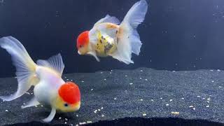 Goldfish AGGRESSIVELY chasing Each Other [upl. by Tecu]